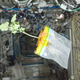 Image for article titled The First Space Flower Bloomed Decades Ago, Not This Week